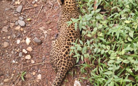 ಮುದ್ದಿಸಲು ಸಿಕ್ಕ ಚಿರತೆಮರಿ
