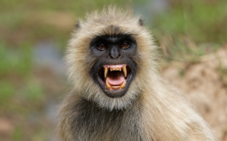 ಮಂಗ ಕುಣಿಯುತಿದೆ ನೋಡೆ | Video Viral