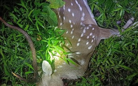 ತುಡುಗುಣಿಯಲ್ಲಿ ಬೇಟೆಗಾರರ ಗುಂಡಿಗೆ ಜಿಂಕೆ ಬಲಿ