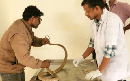 ಹೊಲದಲ್ಲಿ ಬಸವಳಿದು ಬಿದ್ದಿದ್ದ ನಾಗರ ಹಾವಿನ ರಕ್ಷಣೆ