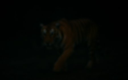 ಮಾರಿಗದ್ದೆ ಬಳಿ ಹುಲಿ ಬಂತು ಹುಲಿ