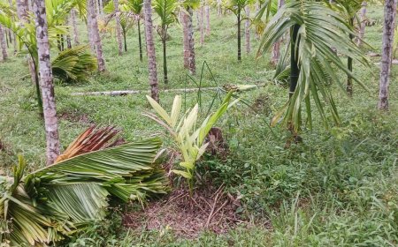 ಬಿರುಗಾಳಿ ಮಳೆಗೆ ಮುರಿದು ಬಿತ್ತು ಅಡಿಕೆ ಗಿಡಗಳು