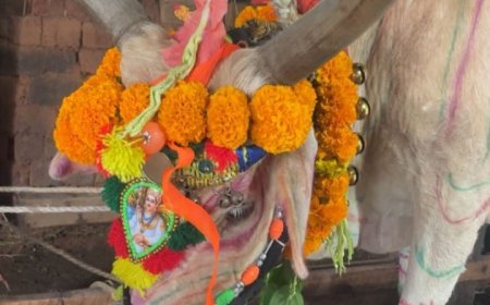 ಜೋಯಿಡಾ ತಾಲೂಕಿನಾದ್ಯಂತ ಗೋ ಪೂಜೆಯ ಸಂಭ್ರಮ