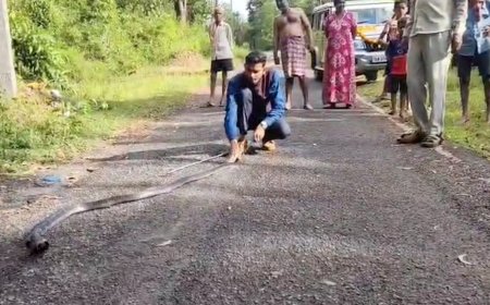 ಉರಗ ತಜ್ಷ ಮಾಝ್ ಸೈಯದ್ ರಿಂದ ಕಾಳಿಂಗ ಸರ್ಪ ರಕ್ಷಣೆ