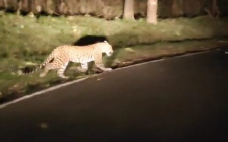 ಪತ್ರಕರ್ತನ ಎದುರು ಪ್ರತ್ಯಕ್ಷವಾದ ಚಿರತೆ