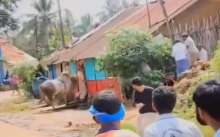 ಹೋರಿ ಬೆದರಿಸುವ ಸ್ಪರ್ಧೆ ವೇಳೆ ಮಾಜಿ ಶಾಸಕನಿಗೆ ಹೋರಿಯ ತಿವಿತ 💥; ಆಘಾತಕಾರಿ ವೀಡಿಯೊ ವೈರಲ್‌