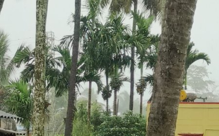 ಕಣಜ ಹುಳು ಕಚ್ಚುವ ಮೊದಲು ಕ್ರಮ ಕೈಗೊಳ್ಳಿ