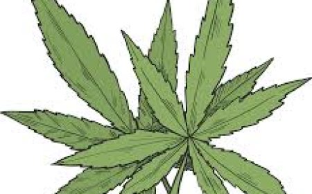 ಗಾಂಜಾ ಸೇವನೆ: ಈರ್ವರ ಮೇಲೆ ಪ್ರಕರಣ