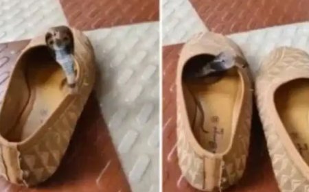 ಚಪ್ಪಲಿಯಲ್ಲೇ ಅಡಗಿದ್ದ ಹಾವು! ಆಸ್ಪತ್ರೆಗೆ ದಾಖಲಾದ ಮಹಿಳೆ