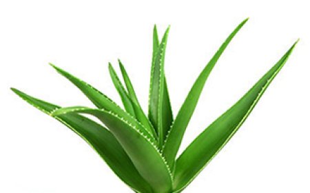 ಲೋಳೆಸರದಿಂದ ಎಷ್ಟೆಲ್ಲ ಉಪಯೋಗ ಇದೆ ಗೊತ್ತಾ?