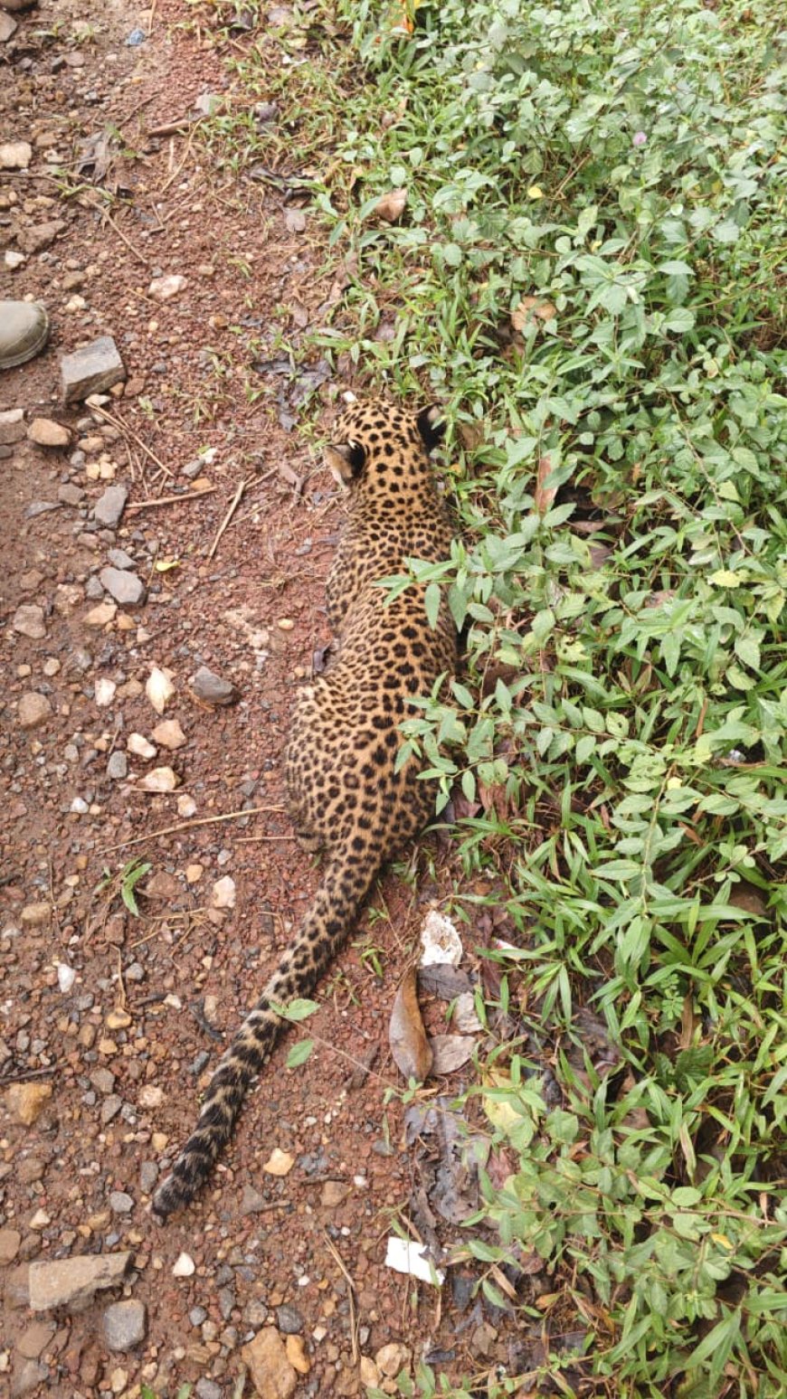 ಮುದ್ದಿಸಲು ಸಿಕ್ಕ ಚಿರತೆಮರಿ