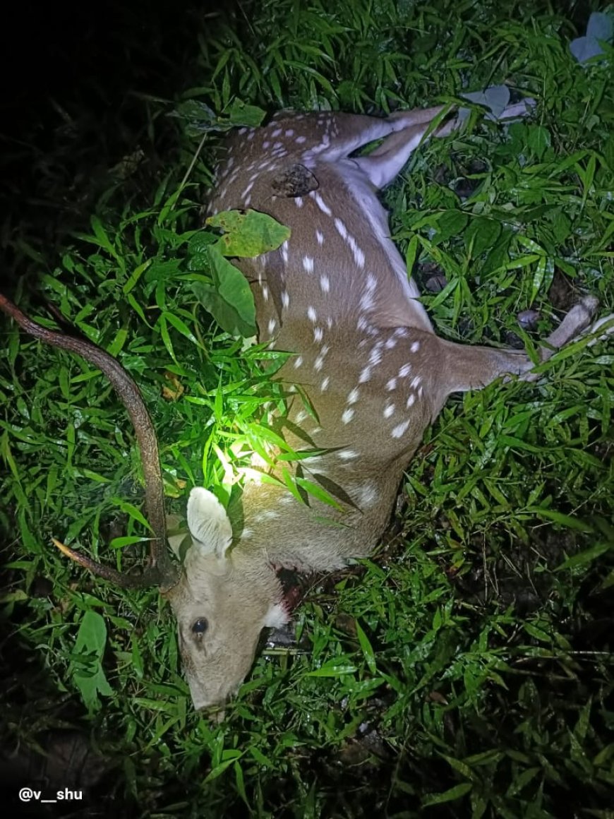 ತುಡುಗುಣಿಯಲ್ಲಿ ಬೇಟೆಗಾರರ ಗುಂಡಿಗೆ ಜಿಂಕೆ ಬಲಿ