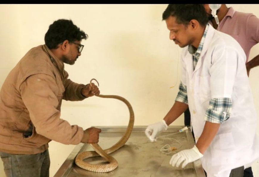 ಹೊಲದಲ್ಲಿ ಬಸವಳಿದು ಬಿದ್ದಿದ್ದ ನಾಗರ ಹಾವಿನ ರಕ್ಷಣೆ