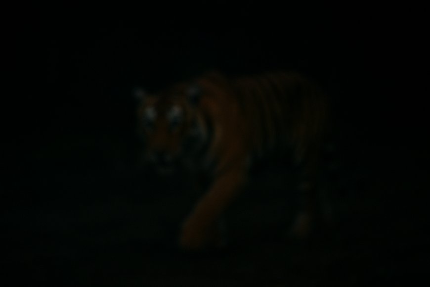 ಮಾರಿಗದ್ದೆ ಬಳಿ ಹುಲಿ ಬಂತು ಹುಲಿ