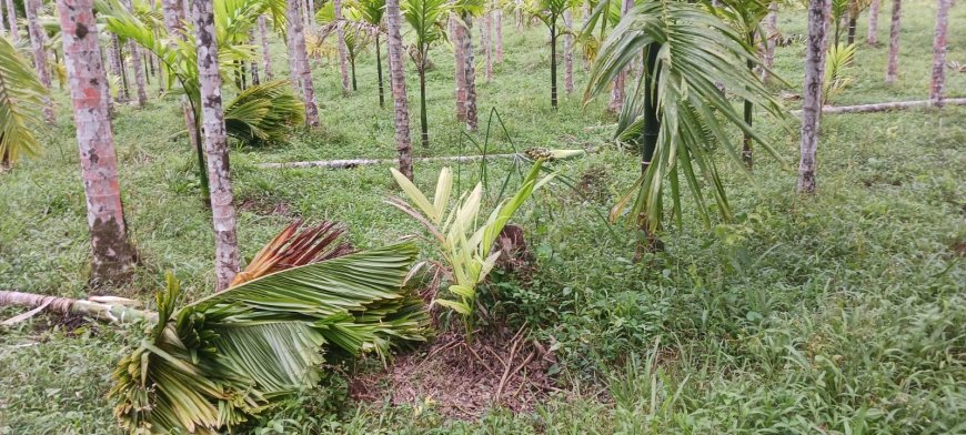 ಬಿರುಗಾಳಿ ಮಳೆಗೆ ಮುರಿದು ಬಿತ್ತು ಅಡಿಕೆ ಗಿಡಗಳು