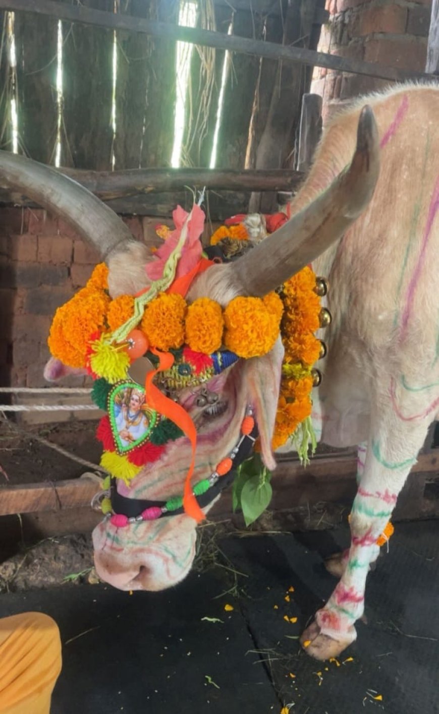 ಜೋಯಿಡಾ ತಾಲೂಕಿನಾದ್ಯಂತ ಗೋ ಪೂಜೆಯ ಸಂಭ್ರಮ