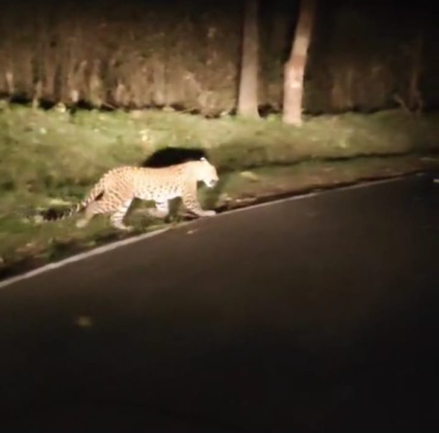 ಪತ್ರಕರ್ತನ ಎದುರು ಪ್ರತ್ಯಕ್ಷವಾದ ಚಿರತೆ