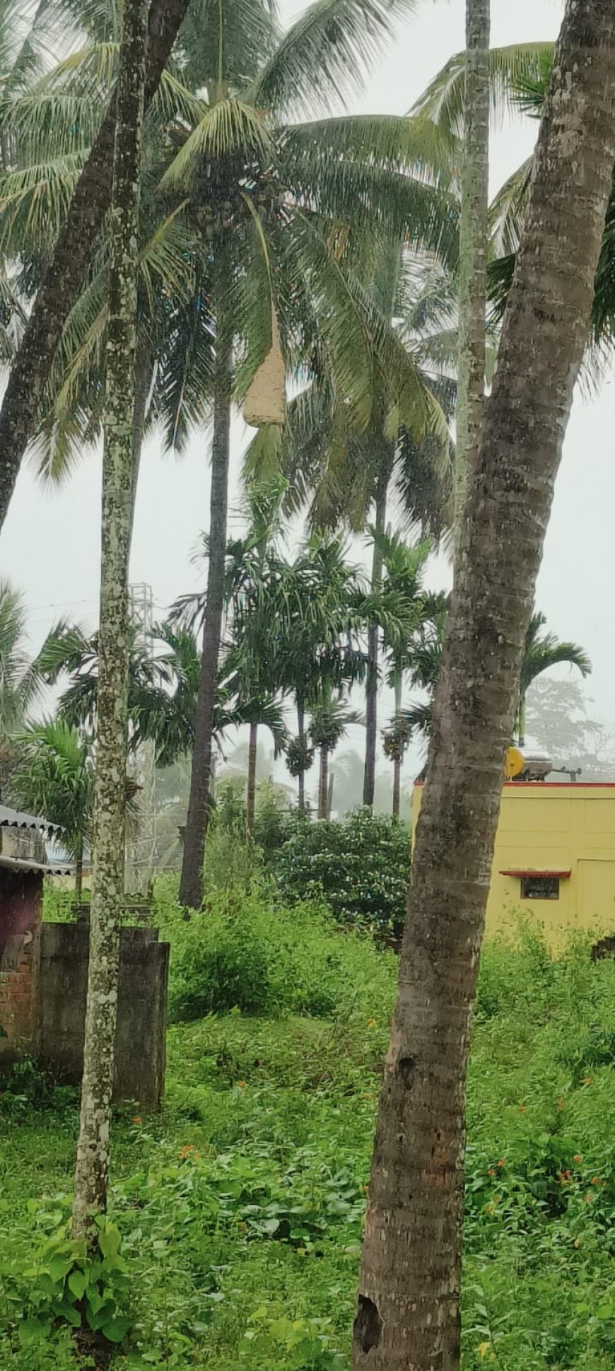 ಕಣಜ ಹುಳು ಕಚ್ಚುವ ಮೊದಲು ಕ್ರಮ ಕೈಗೊಳ್ಳಿ