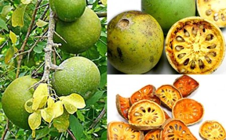 ಬಿಲ್ಪತ್ರೆ (ಬಿಲ್ವ)ಯಿಂದ ಇಷ್ಟೆಲ್ಲ ಉಪಯೋಗ ಇದೆಯಾ?