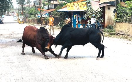 ಭೀಮಕಾಯರ ಮಹಾ ಕಾಳಗ ! ವೈರಲ್ ವಿಡಿಯೋ ನಿಮ್ಮ ಮುಂದೆ
