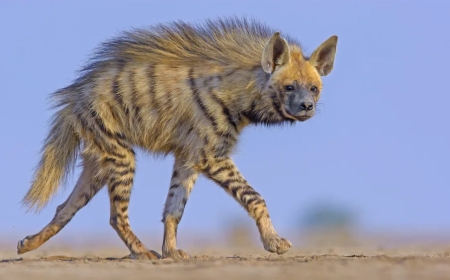 ಅಪರೂಪದ ಈ ಪ್ರಾಣಿಯನ್ನು ನೀವು ನೋಡಿದ್ದೀರಾ?