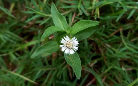 ಭೃಂಗರಾಜ (Eclipta alba / Wedelia calendulacea)ದಿಂದ ಇಷ್ಟೆಲ್ಲ ಉಪಯೋಗ ಇದೆಯಾ?