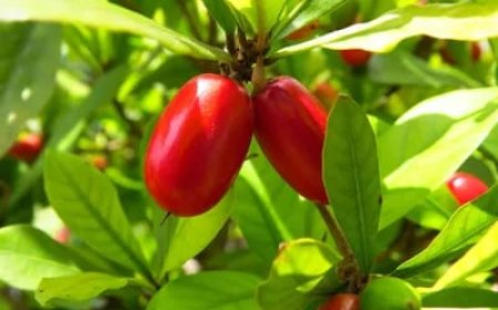 ಮ್ಯಾಜಿಕ್‌ ಹಣ್ಣು ಹೇಗಿರುತ್ತೆ ನೋಡಿ