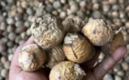 ಅಡಿಕೆಯಿಂದ ಹೋಯ್ತು ಶಿಕ್ಷಕನ ಮಾನ