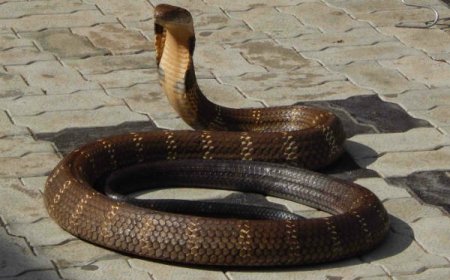 14 ಅಡಿ ಉದ್ದದ ಬೃಹತ್‌ ಕಾಳಿಂಗ ಸರ್ಪದ ರಕ್ಷಣೆ |  ವೀಡಿಯೋ ವೈರಲ್