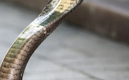 ಕಲ್ಲಳ್ಳಿಯಲ್ಲಿ ಕಾಣಿಸಿಕೊಂಡಿದ್ದ ಕಾಳಿಂಗ ಸರ್ಪದ ರಕ್ಷಣೆ | ರೋಚಕ ವೀಡಿಯೋ ಇಲ್ಲಿದೆ