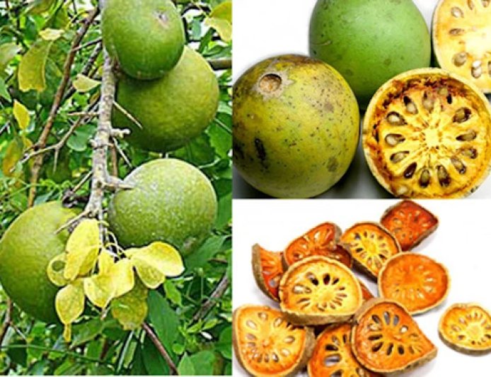 ಬಿಲ್ಪತ್ರೆ (ಬಿಲ್ವ)ಯಿಂದ ಇಷ್ಟೆಲ್ಲ ಉಪಯೋಗ ಇದೆಯಾ?