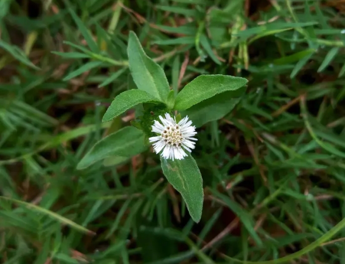 ಭೃಂಗರಾಜ (Eclipta alba / Wedelia calendulacea)ದಿಂದ ಇಷ್ಟೆಲ್ಲ ಉಪಯೋಗ ಇದೆಯಾ?