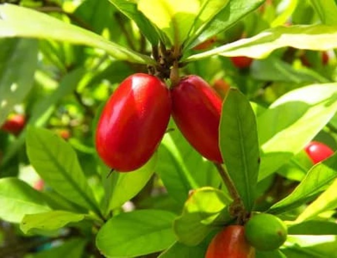 ಮ್ಯಾಜಿಕ್‌ ಹಣ್ಣು ಹೇಗಿರುತ್ತೆ ನೋಡಿ