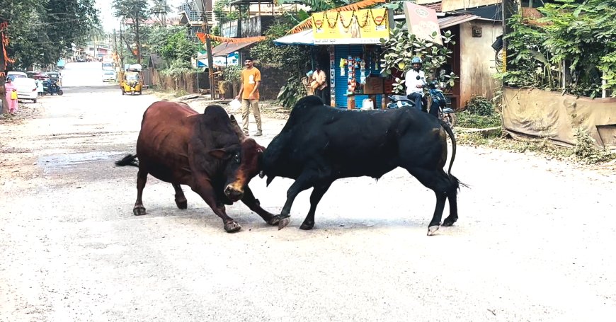 ಭೀಮಕಾಯರ ಮಹಾ ಕಾಳಗ ! ವೈರಲ್ ವಿಡಿಯೋ ನಿಮ್ಮ ಮುಂದೆ