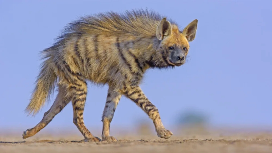 ಅಪರೂಪದ ಈ ಪ್ರಾಣಿಯನ್ನು ನೀವು ನೋಡಿದ್ದೀರಾ?