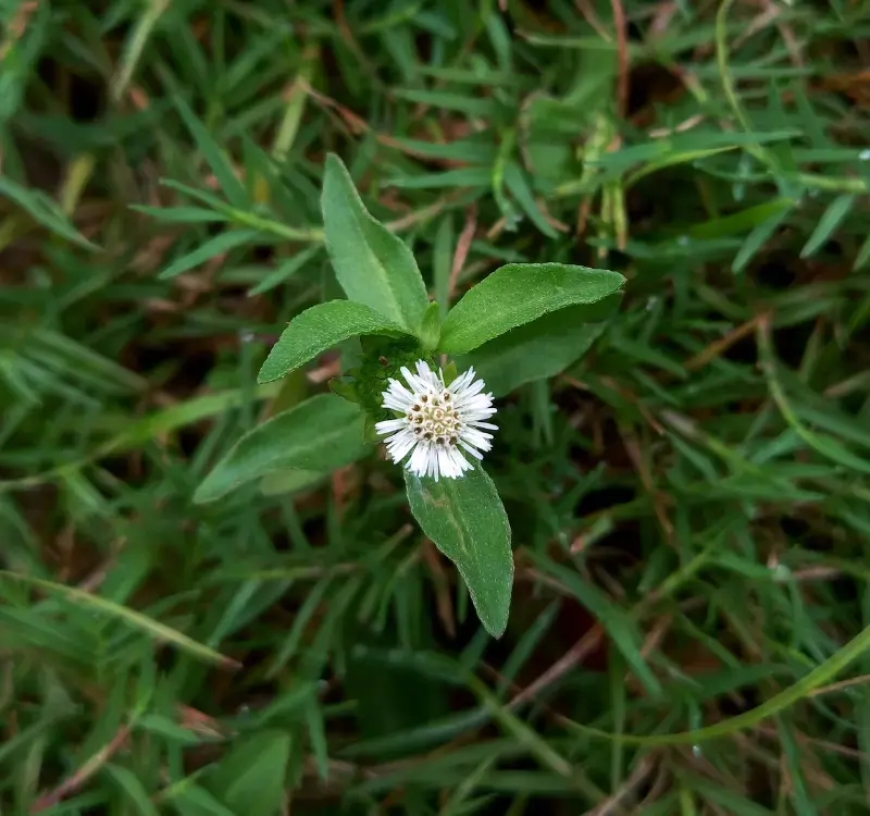 ಭೃಂಗರಾಜ (Eclipta alba / Wedelia calendulacea)ದಿಂದ ಇಷ್ಟೆಲ್ಲ ಉಪಯೋಗ ಇದೆಯಾ?