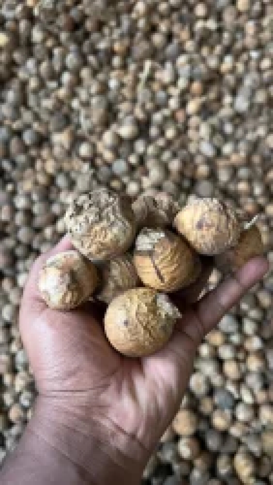 ಅಡಿಕೆಯಿಂದ ಹೋಯ್ತು ಶಿಕ್ಷಕನ ಮಾನ