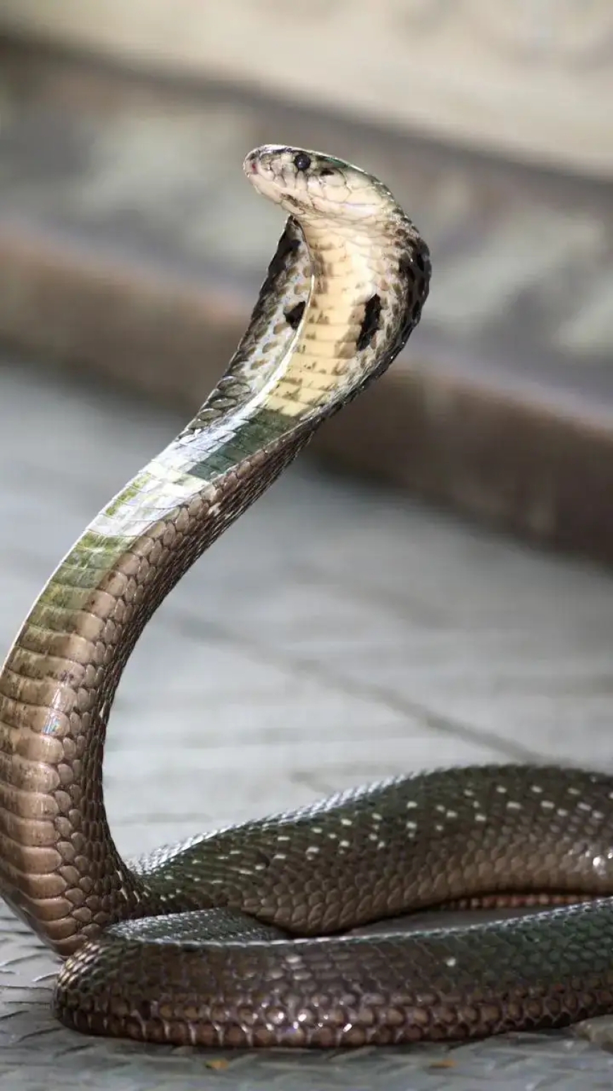 ಕಲ್ಲಳ್ಳಿಯಲ್ಲಿ ಕಾಣಿಸಿಕೊಂಡಿದ್ದ ಕಾಳಿಂಗ ಸರ್ಪದ ರಕ್ಷಣೆ | ರೋಚಕ ವೀಡಿಯೋ ಇಲ್ಲಿದೆ