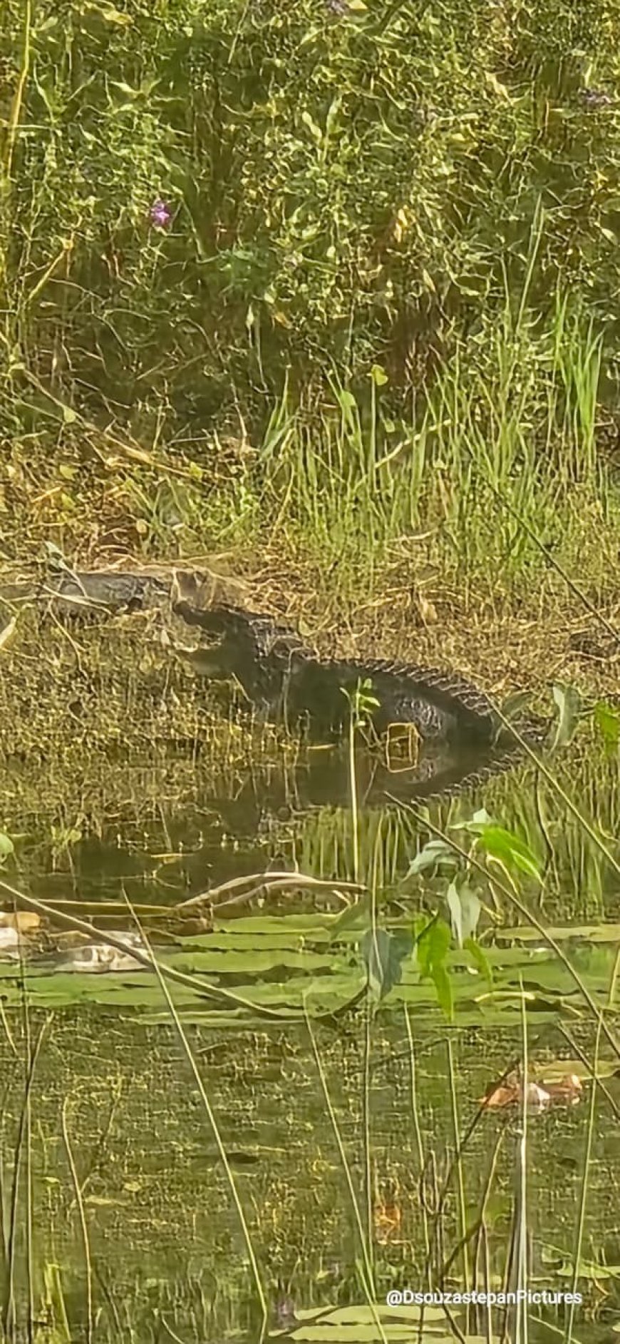 ಜೋಡುಕೆರೆಯಲ್ಲಿ ಕಾಣಿಸಿಕೊಂಡ ಒಂಟಿ ಮೊಸಳೆ
