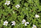 ಔಷಧೀಯ ಗುಣಗಳ ಆಗರ ಬ್ರಾಹ್ಮಿ (Bacopa monnieri)