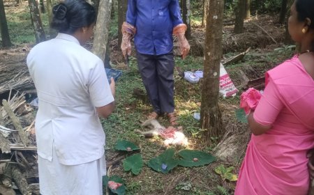 ಮತ್ತೆ ಕಾಣಿಸಿಕೊಂಡ ಕೆಎಫ್‌ಡಿ ಭೂತ ! ತಲವಾಟ ವ್ಯಾಪ್ತಿಯಲ್ಲಿ ಮಂಗಗಳ ಸರಣಿ ಸಾವು