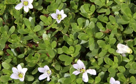 ಔಷಧೀಯ ಗುಣಗಳ ಆಗರ ಬ್ರಾಹ್ಮಿ (Bacopa monnieri)