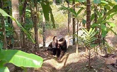 ಅಡಿಕೆ ತೋಟದಲ್ಲಿ ಕಾಲುಮುರಿದುಕೊಂಡು ಬಿದ್ದ ರಾಜಾಹುಲಿ: ಕಾಡುಕೋಣದ ಪರಿಸ್ಥಿತಿ ಕಂಡು ಮರುಗುತ್ತಿರುವ ಸ್ಥಳೀಯರು