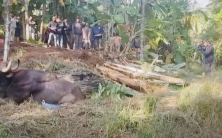 ಗವಿನಗುಡ್ಡದಲ್ಲಿ ಕಾಲು ಮುರಿದುಕೊಂಡಿದ್ದ ಕಾಡುಕೋಣ ಇನ್ನಿಲ್ಲ