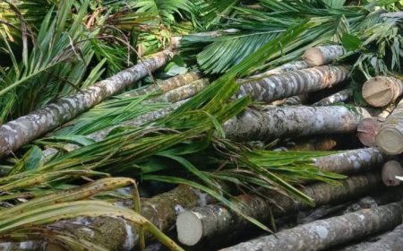 ಗೋಳಿಕೈ ಗಿಡ ನಾಶ - ನೀತಿ, ಕ್ರಮ, ಉಲ್ಲಂಘನೆ: ದೌಜನ್ಯ ನಿಯಂತ್ರಣಕ್ಕೆ ಆಗ್ರಹ - ರವೀಂದ್ರ ನಾಯ್ಕ