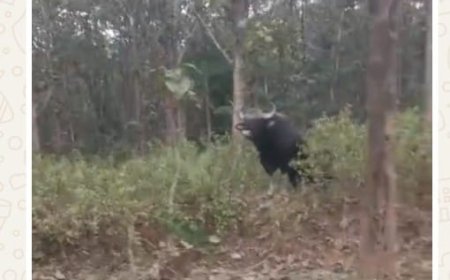 ಮದನೂರು ರಸ್ತೆ ಪಕ್ಕ ಕಾಡುಕೋಣ ಪ್ರತ್ಯಕ್ಷ