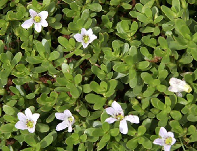 ಔಷಧೀಯ ಗುಣಗಳ ಆಗರ ಬ್ರಾಹ್ಮಿ (Bacopa monnieri)