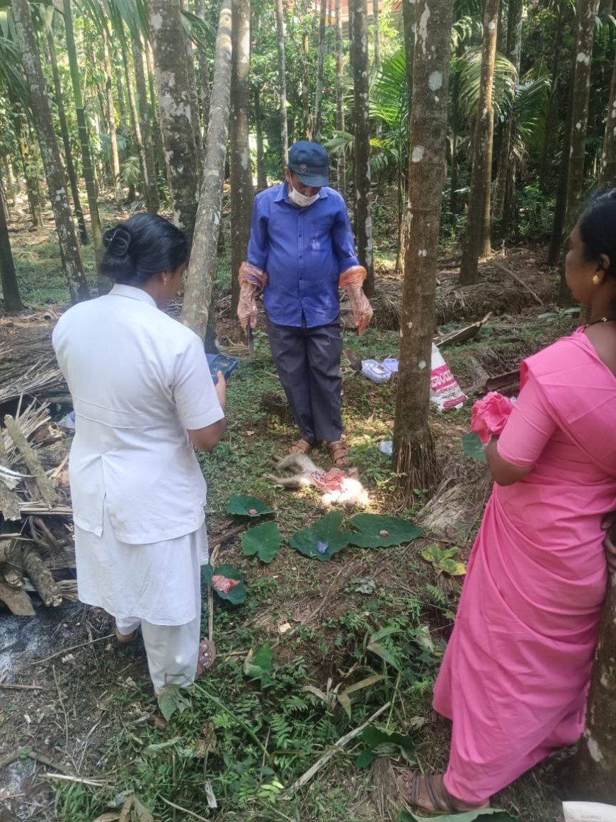 ಮತ್ತೆ ಕಾಣಿಸಿಕೊಂಡ ಕೆಎಫ್‌ಡಿ ಭೂತ ! ತಲವಾಟ ವ್ಯಾಪ್ತಿಯಲ್ಲಿ ಮಂಗಗಳ ಸರಣಿ ಸಾವು