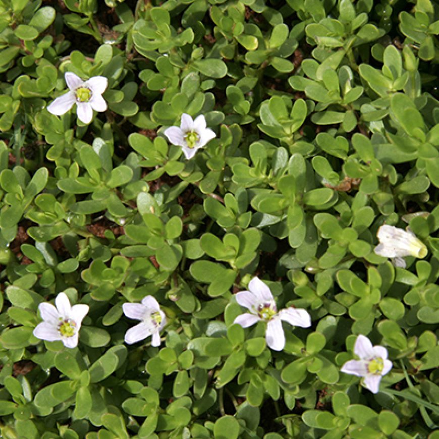 ಔಷಧೀಯ ಗುಣಗಳ ಆಗರ ಬ್ರಾಹ್ಮಿ (Bacopa monnieri)