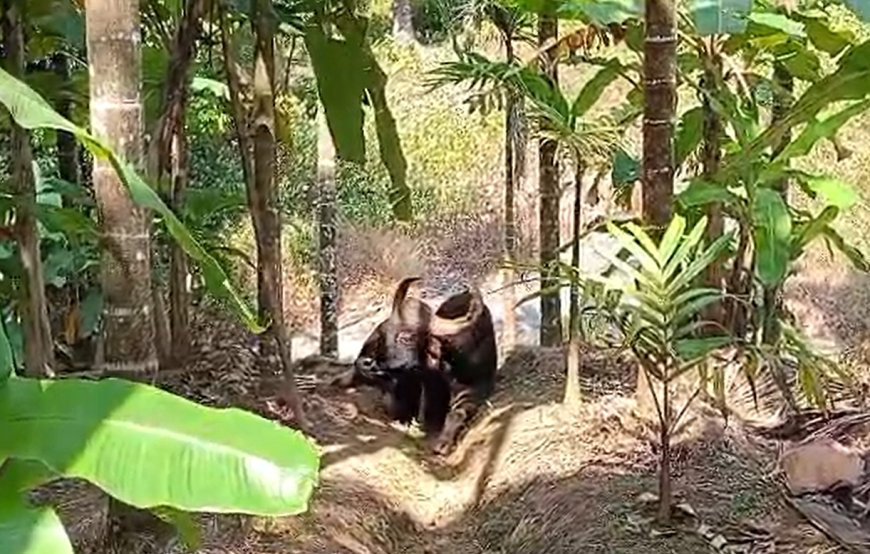 ಅಡಿಕೆ ತೋಟದಲ್ಲಿ ಕಾಲುಮುರಿದುಕೊಂಡು ಬಿದ್ದ ರಾಜಾಹುಲಿ: ಕಾಡುಕೋಣದ ಪರಿಸ್ಥಿತಿ ಕಂಡು ಮರುಗುತ್ತಿರುವ ಸ್ಥಳೀಯರು